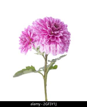 Zweig mit rosa Blüten von Chrysanthemen isoliert auf weißem Hintergrund. Selektiver Fokus Stockfoto