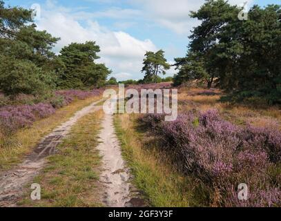 Calluna vulgaris auf einem großen Heidelandgebiet in Deutschland. Eine unbefestigte Straße führt durch die wunderschöne Landschaft Stockfoto