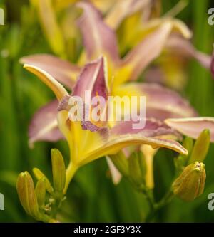 Dramatische, massenblühende Hemerocallis „Roger Grounds“, natürliches Blumenportrait aus nächster Nähe Stockfoto