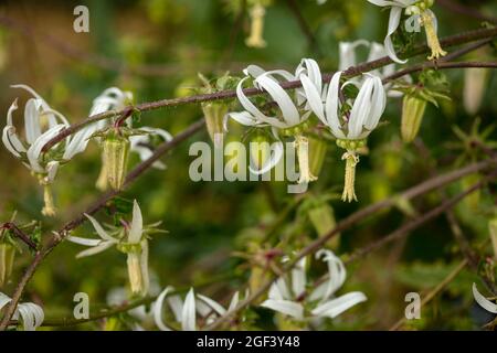 Fruchtbare und auffällige Michauxia Tchihatchewii, natura ornamentales Pflanzenportrait Stockfoto