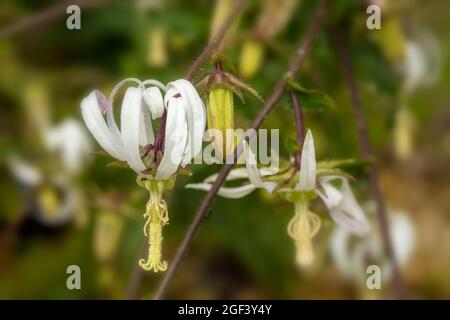 Fruchtbare und auffällige Michauxia Tchihatchewii, natura ornamentales Pflanzenportrait Stockfoto