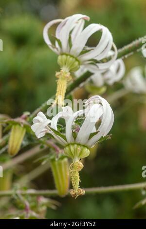 Fruchtbare und auffällige Michauxia Tchihatchewii, natura ornamentales Pflanzenportrait Stockfoto