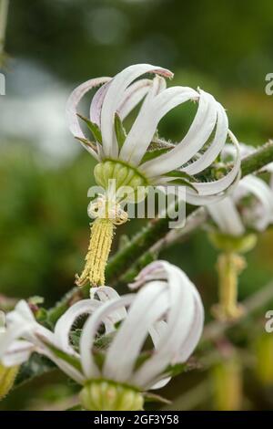 Fruchtbare und auffällige Michauxia Tchihatchewii, natura ornamentales Pflanzenportrait Stockfoto