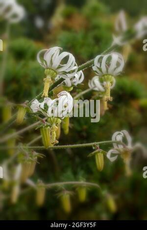 Fruchtbare und auffällige Michauxia Tchihatchewii, natura ornamentales Pflanzenportrait Stockfoto