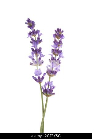 Zwei Zweige Lavendel auf weißem Hintergrund. Stockfoto