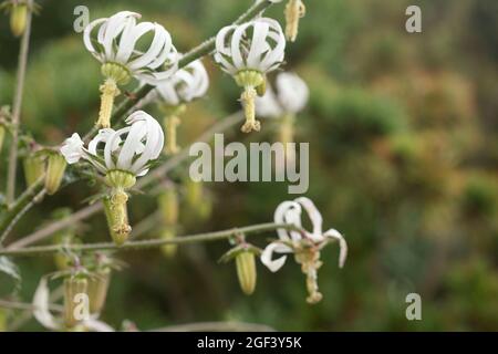 Fruchtbare und auffällige Michauxia Tchihatchewii, natura ornamentales Pflanzenportrait Stockfoto