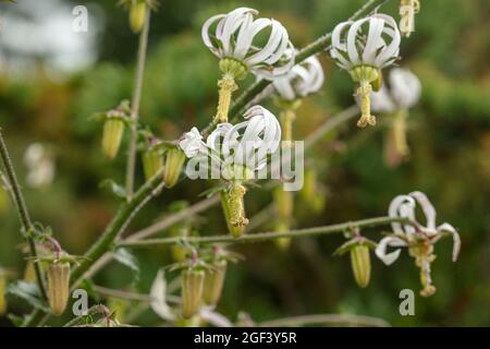 Fruchtbare und auffällige Michauxia Tchihatchewii, natura ornamentales Pflanzenportrait Stockfoto