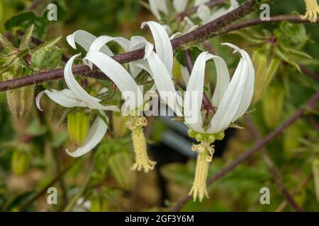 Fruchtbare und auffällige Michauxia Tchihatchewii, natura ornamentales Pflanzenportrait Stockfoto