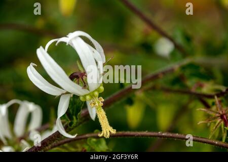 Fruchtbare und auffällige Michauxia Tchihatchewii, natura ornamentales Pflanzenportrait Stockfoto