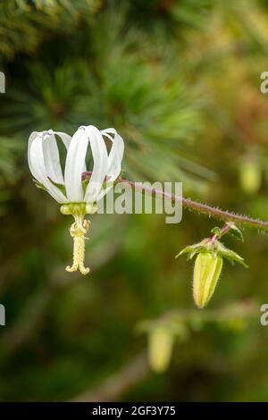 Fruchtbare und auffällige Michauxia Tchihatchewii, natura ornamentales Pflanzenportrait Stockfoto