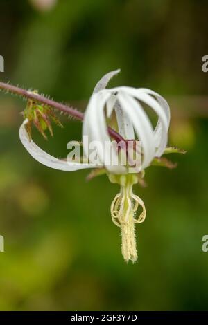 Fruchtbare und auffällige Michauxia Tchihatchewii, natura ornamentales Pflanzenportrait Stockfoto