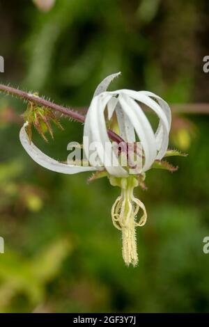 Fruchtbare und auffällige Michauxia Tchihatchewii, natura ornamentales Pflanzenportrait Stockfoto