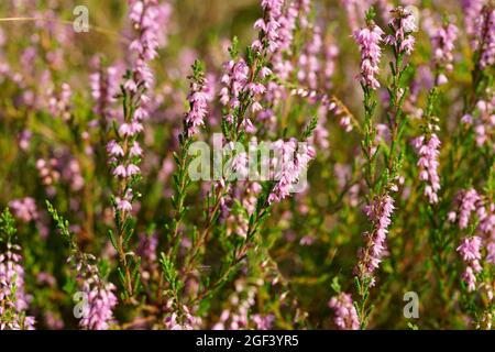 Nahaufnahme von rosafarbenen Calluna vulgaris-Blüten in freier Wildbahn. Stockfoto