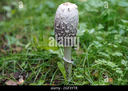 Coprinus comatus, die zottelige Tintenkappe, die Anwaltsperücke oder zottelige Mähne, ist der Name dieses Pilzes. Stockfoto