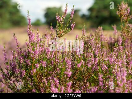 Die Heide blüht im August reichlich. Calluna vulgaris auf einem großen Heidelandgebiet in Deutschland. Der Hintergrund ist unscharf Stockfoto