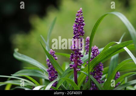 Nahaufnahme von Liriope muscari vor unscharfem natürlichen Hintergrund Stockfoto