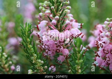 Nahaufnahme der glockenförmigen rosa Blüten von erica vagans ´sumertime´