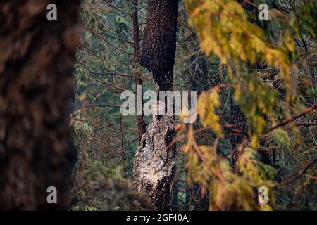 Am 22. August 2021 bewegt sich das kalifornische Caldor-Feuer nach Osten in Richtung Lake Tahoe, während die Besatzungen weiterhin gegen ein Feuer kämpfen, das auf mehr als 170 Quadratmeilen mit nur 5 % Eindämmung angewachsen ist. (Foto von Michael Nigro/Sipa USA) Quelle: SIPA USA/Alamy Live News Stockfoto