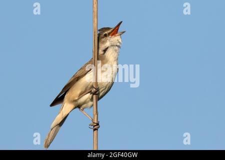 Rohrsänger (Acrocephalus arundinaceus) Stockfoto