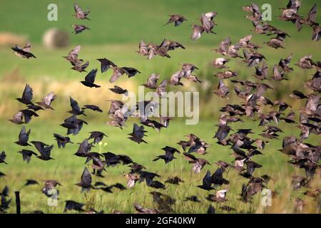 Schar europäischer Stare im Flug Stockfoto