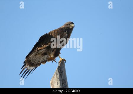 Mäusebussard (Buteo Buteo) Stockfoto