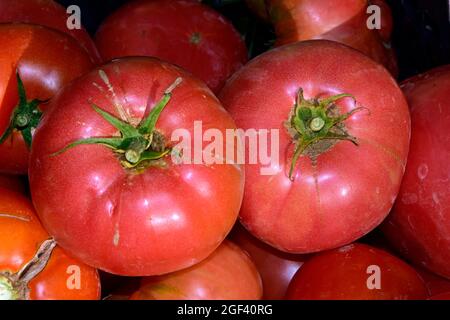 Von oben nach unten Nahaufnahme auf zwei reifen, roten Tomaten mit grünen Stielen, die unter vielen anderen bei strahlendem Sonnenschein platziert wurden. Stockfoto