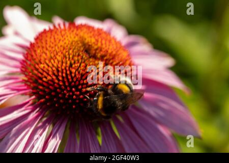 Herausragende Echinacea purpurea ‘Rubinstern’, purpurrote Koneblume ‘Rubinstern’, Koneblume „Rubinstern“, die im Sonnenschein blüht. Natürliches Pflanzenportrait Stockfoto