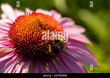 Herausragende Echinacea purpurea ‘Rubinstern’, purpurrote Koneblume ‘Rubinstern’, Koneblume „Rubinstern“, die im Sonnenschein blüht. Natürliches Pflanzenportrait Stockfoto