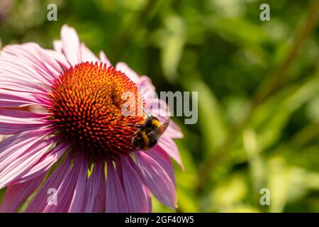 Herausragende Echinacea purpurea ‘Rubinstern’, purpurrote Koneblume ‘Rubinstern’, Koneblume „Rubinstern“, die im Sonnenschein blüht. Natürliches Pflanzenportrait Stockfoto