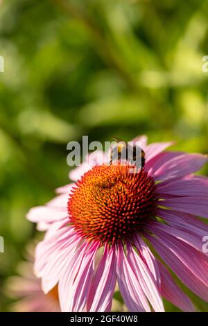 Herausragende Echinacea purpurea ‘Rubinstern’, purpurrote Koneblume ‘Rubinstern’, Koneblume „Rubinstern“, die im Sonnenschein blüht. Natürliches Pflanzenportrait Stockfoto