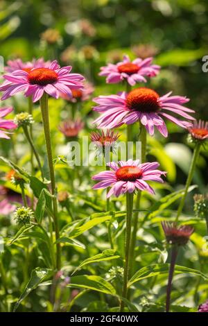 Herausragende Echinacea purpurea ‘Rubinstern’, purpurrote Koneblume ‘Rubinstern’, Koneblume „Rubinstern“, die im Sonnenschein blüht. Natürliches Pflanzenportrait Stockfoto