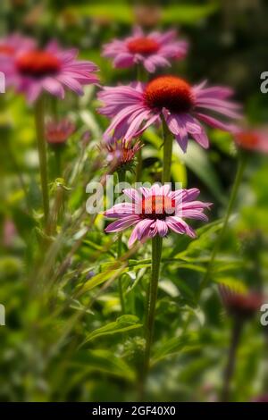 Herausragende Echinacea purpurea ‘Rubinstern’, purpurrote Koneblume ‘Rubinstern’, Koneblume „Rubinstern“, die im Sonnenschein blüht. Natürliches Pflanzenportrait Stockfoto