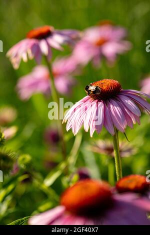 Herausragende Echinacea purpurea ‘Rubinstern’, purpurrote Koneblume ‘Rubinstern’, Koneblume „Rubinstern“, die im Sonnenschein blüht. Natürliches Pflanzenportrait Stockfoto