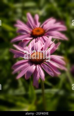 Herausragende Echinacea purpurea ‘Rubinstern’, purpurrote Koneblume ‘Rubinstern’, Koneblume „Rubinstern“, die im Sonnenschein blüht. Natürliches Pflanzenportrait Stockfoto