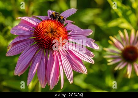 Herausragende Echinacea purpurea ‘Rubinstern’, purpurrote Koneblume ‘Rubinstern’, Koneblume „Rubinstern“, die im Sonnenschein blüht. Natürliches Pflanzenportrait Stockfoto