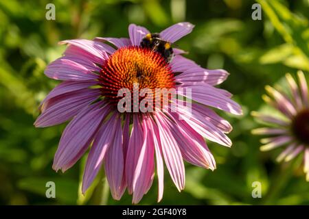 Herausragende Echinacea purpurea ‘Rubinstern’, purpurrote Koneblume ‘Rubinstern’, Koneblume „Rubinstern“, die im Sonnenschein blüht. Natürliches Pflanzenportrait Stockfoto