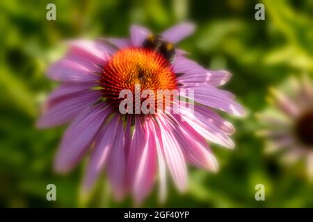 Herausragende Echinacea purpurea ‘Rubinstern’, purpurrote Koneblume ‘Rubinstern’, Koneblume „Rubinstern“, die im Sonnenschein blüht. Natürliches Pflanzenportrait Stockfoto