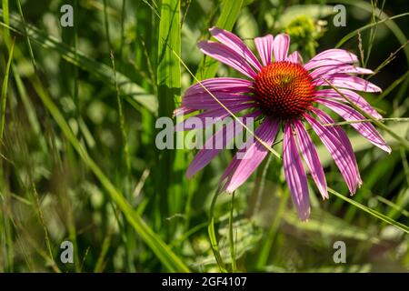 Herausragende Echinacea purpurea ‘Rubinstern’, purpurrote Koneblume ‘Rubinstern’, Koneblume „Rubinstern“, die im Sonnenschein blüht. Natürliches Pflanzenportrait Stockfoto