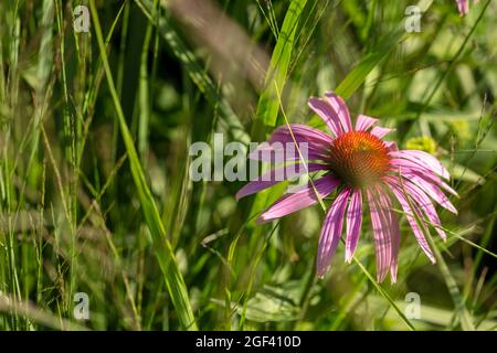 Herausragende Echinacea purpurea ‘Rubinstern’, purpurrote Koneblume ‘Rubinstern’, Koneblume „Rubinstern“, die im Sonnenschein blüht. Natürliches Pflanzenportrait Stockfoto