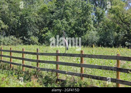 Ein riesiger Reiher Vogel, der an einem hellen sonnigen Sommertag auf einem hölzernen Grenzzaun steht und ein Farmfeld überquert. Stockfoto