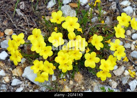 goldener Flachs oder gelber Flachs, Gelber Lein, Linum flavum, sárga len, Europe Stockfoto