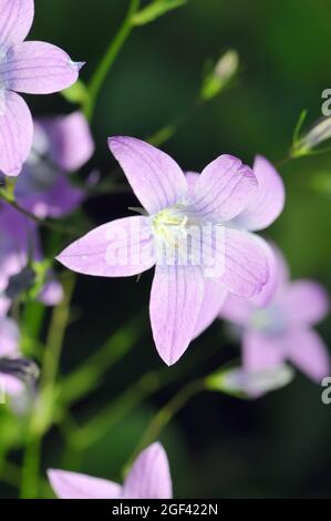 Glockenblume, Wiesen-Glockenblume, Campanula patula, terebélyes harangvirág, Őrség, Ungarn, Magyarország, Europa Stockfoto