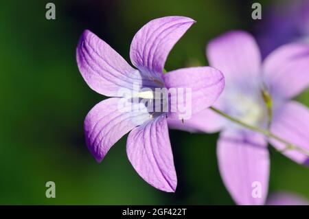 Glockenblume, Wiesen-Glockenblume, Campanula patula, terebélyes harangvirág, Őrség, Ungarn, Magyarország, Europa Stockfoto