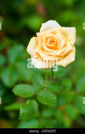 Creme Rose mit Wassertropfen Stockfoto