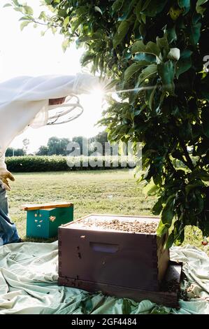 Imker, der Honigbienes aus dem Baum holen wird Stockfoto