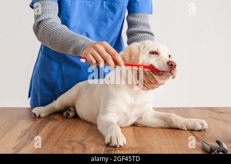 Tierarzt putzt Zähne von Labrador Welpen in der Klinik Stockfoto
