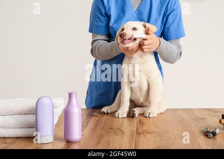 Tierarzt putzt Zähne von Labrador Welpen in der Klinik Stockfoto