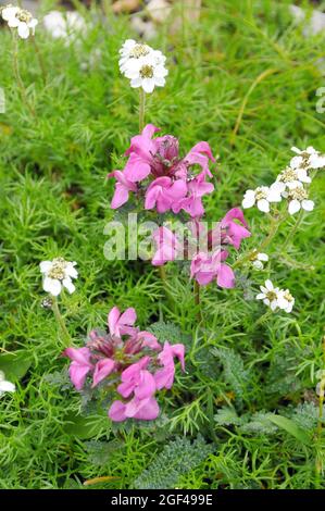 Whrorled lousewort, Quirlblättriges Läusekraut, Pedicularis verticillata, örvös kakastaréj, Europe Stockfoto