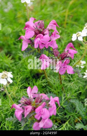 Whrorled lousewort, Quirlblättriges Läusekraut, Pedicularis verticillata, örvös kakastaréj, Europe Stockfoto