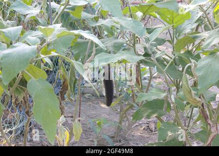 Die Aubergine Stockfoto